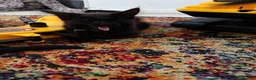 Mixed Breed cats for sale: Half Main Coon Kittens  - Advert 3