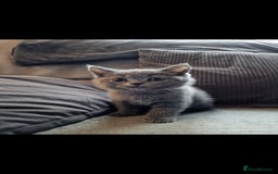 British Shorthair cats for sale: ✨️stunning brittish Shorthair kittens✨️ - Advert 5