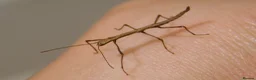 Stick Insects invertebrates for sale: Indian stick insects/eggs available  in South Shields - Advert 1