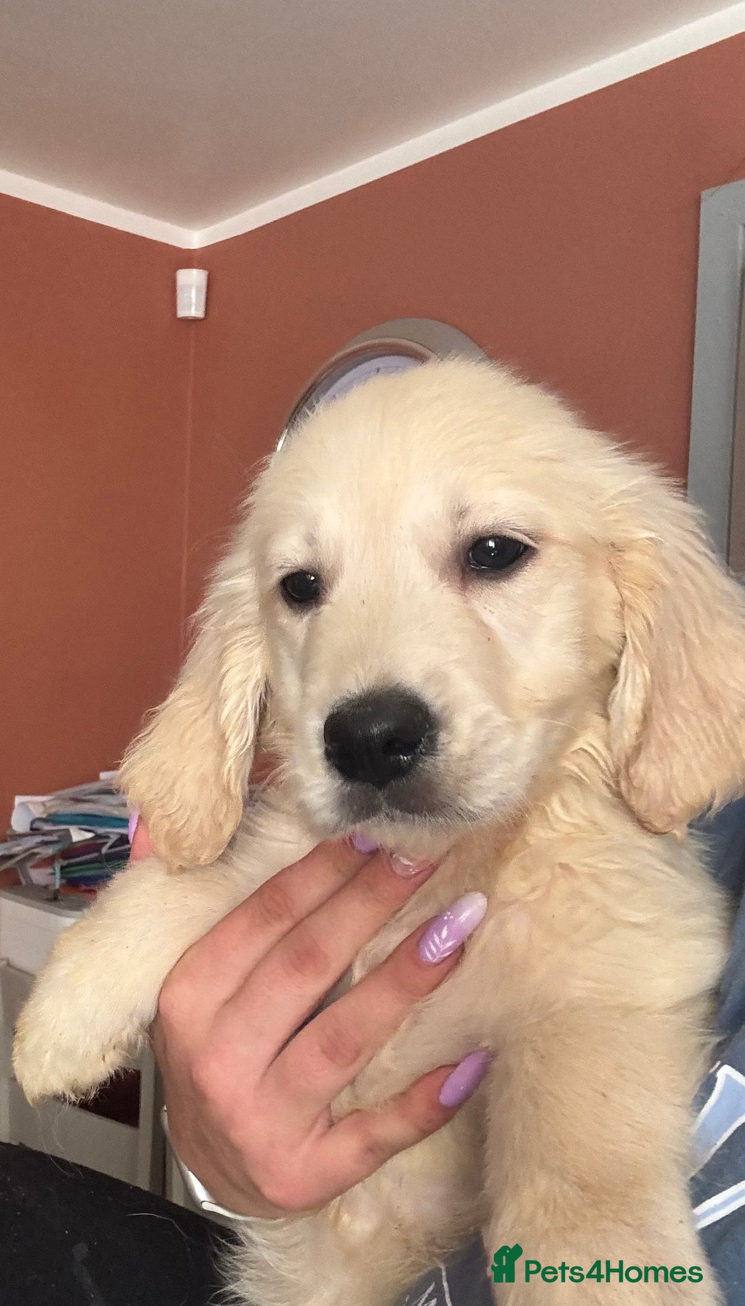 Golden Retriever dogs for sale: 3 White boys left show type - Image 3
