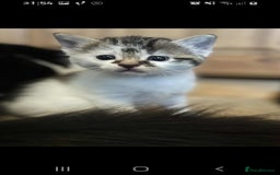 British Longhair cats for sale: 4 beautiful kittens looking for forever homes - Image 7