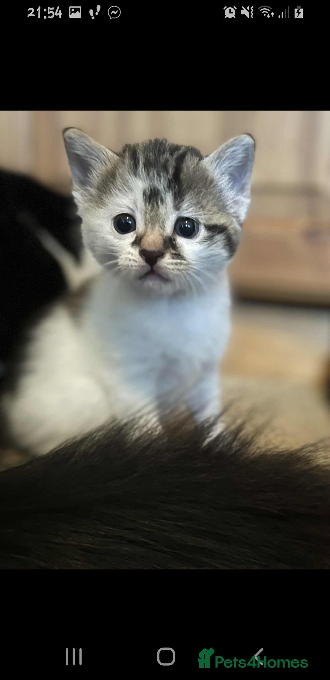 British Longhair cats for sale: 4 beautiful kittens looking for forever homes - Image 7