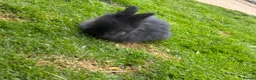 Angora rabbits for sale: Pair of angora crossed  - Advert 1