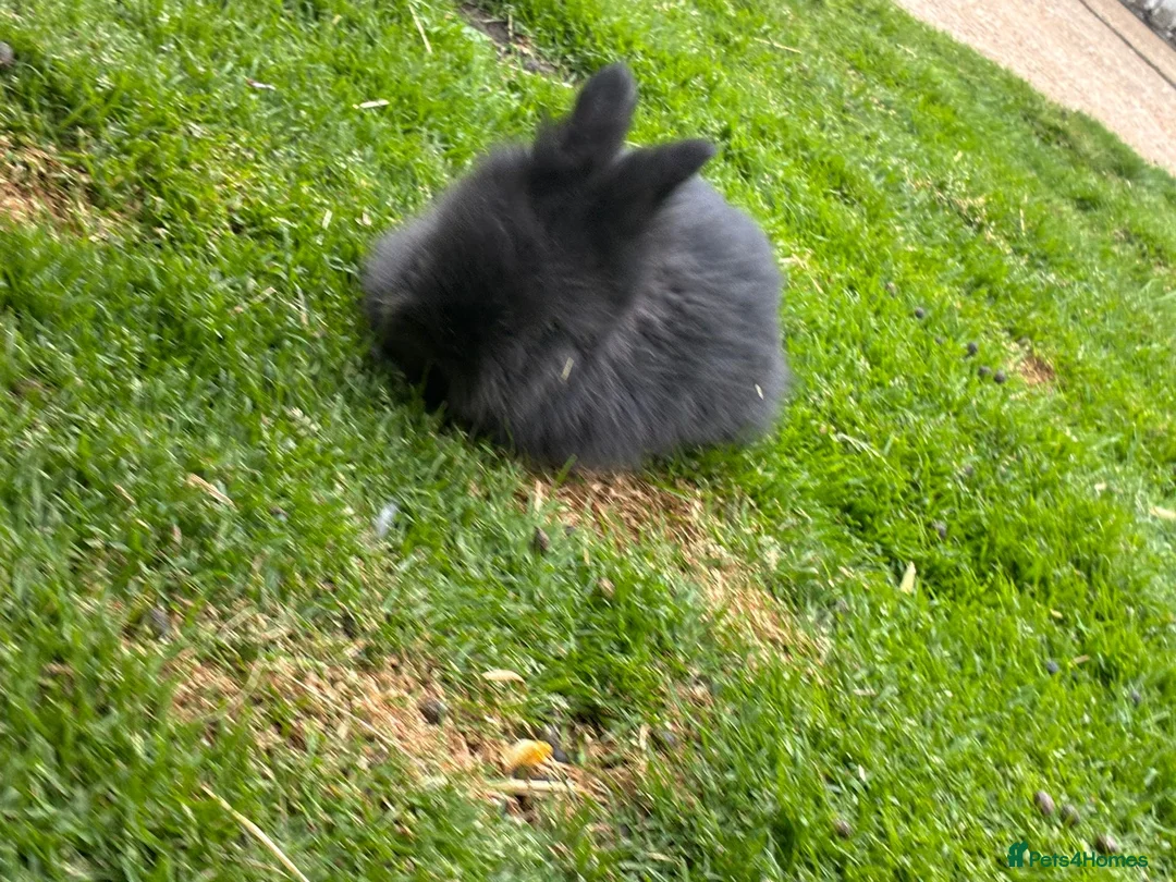 Angora rabbits for sale: Pair of angora crossed  - Advert 1