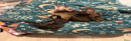 Oriental cats for sale: Gorgeous Oriental Kittens ready now - Advert 9