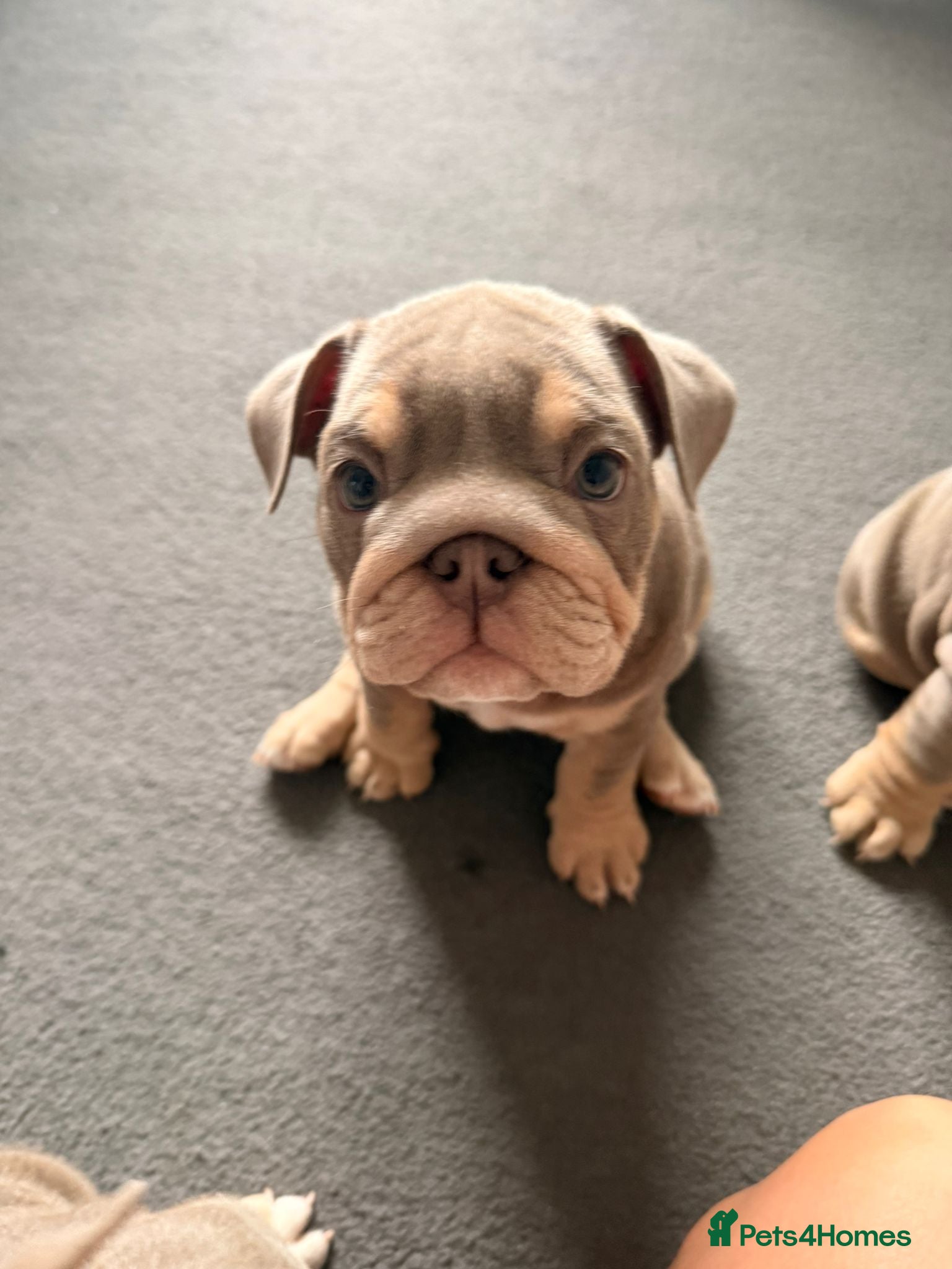 English Bulldog dogs 1 female English bulldog puppy - Advert 1