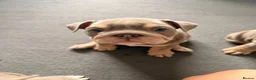 English Bulldog dogs for sale: 1 female English bulldog puppy in Glasgow - Advert 1