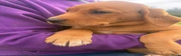 Labrador Retriever dogs for sale: KC registered Fox Red Labrador puppies - Advert 9