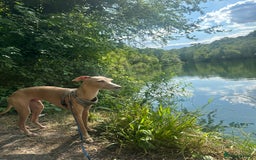 Italian Greyhound dogs for sale: Chilli  - Image 2