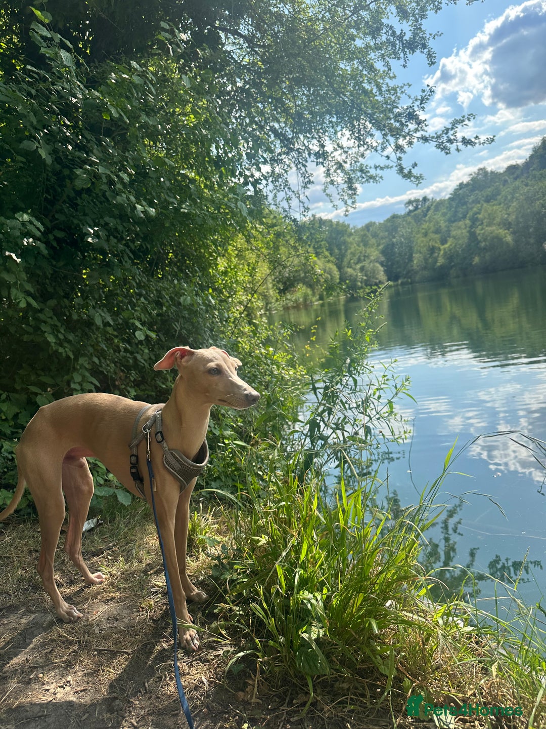 Italian Greyhound dogs for sale: Chilli  - Image 2