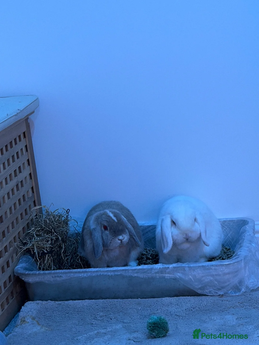 Mini Lop rabbits for sale: Bonded mini lop rabbits  in Seaham - Advert 2