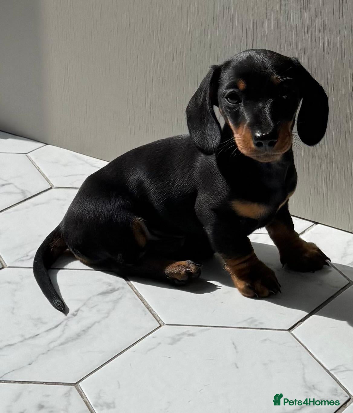 Miniature Dachshund dogs Black & tan miniature dachshund  - Advert 3