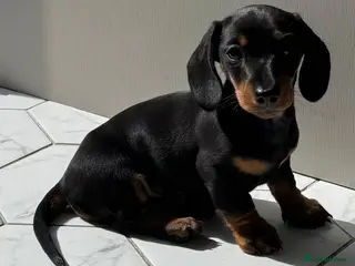 Miniature Dachshund dogs Black & tan miniature dachshund - Advert 3