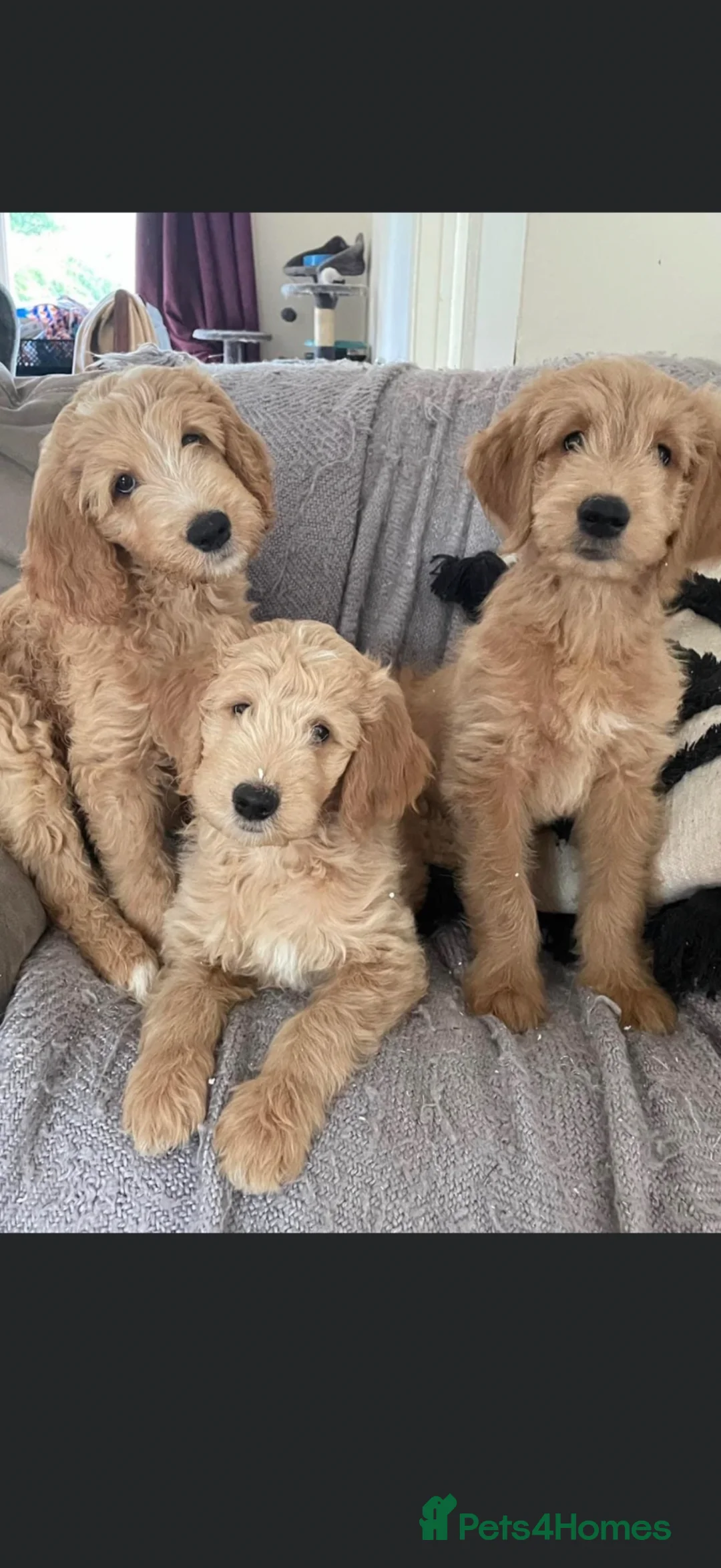 Goldendoodle dogs for stud: Goldendoodle for Stud  in Cramlington - Advert 3