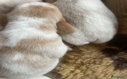 Beagle dogs for sale: Beautiful beagle boys kc reg ready 19 sept  - Image 22
