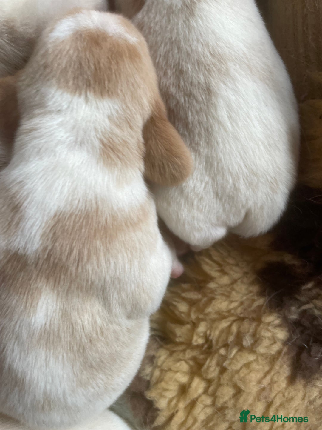 Beagle dogs for sale: Beautiful beagle boys kc reg ready 19 sept  - Image 22