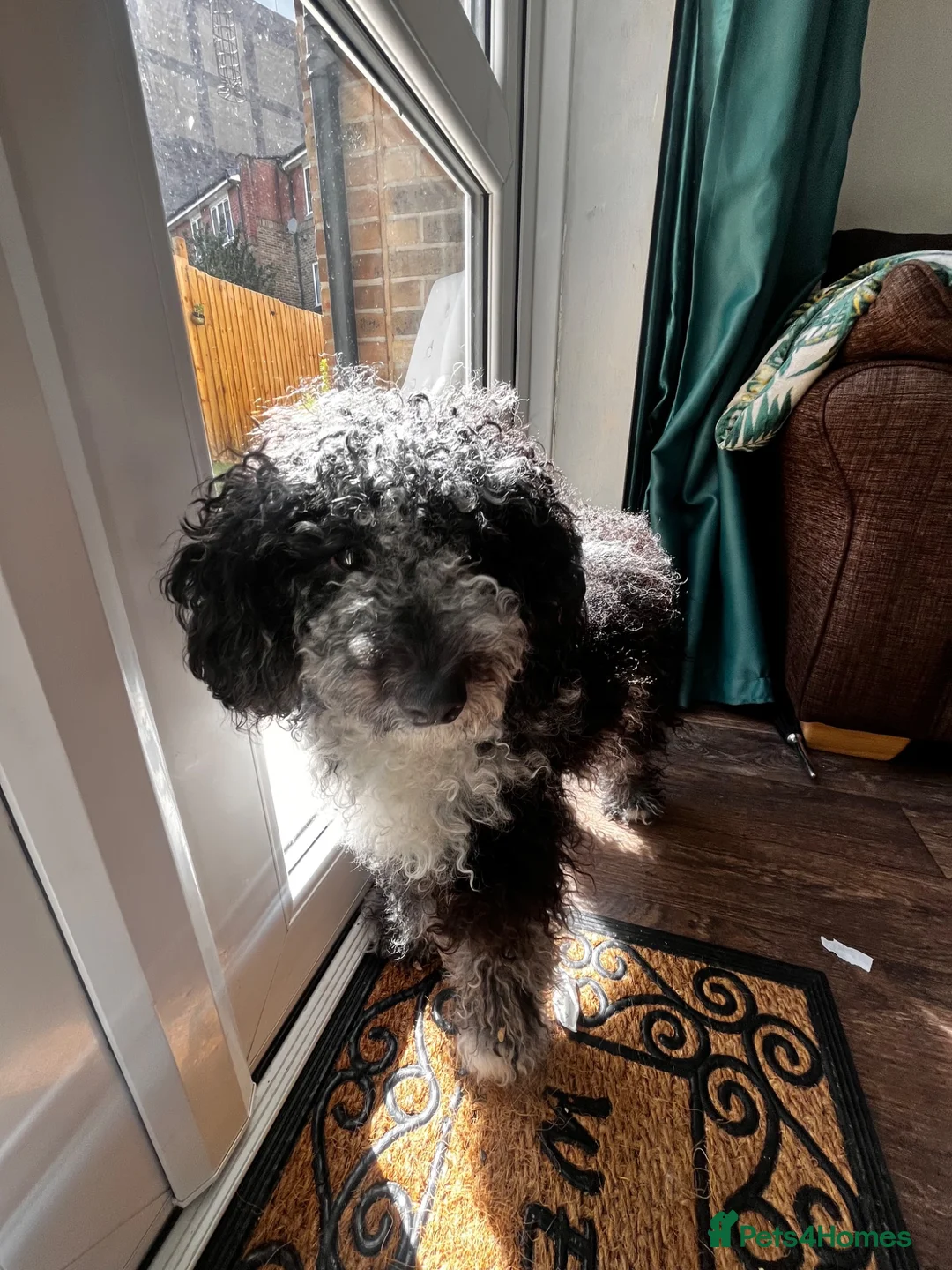 Mixed Breed dogs for sale: Cockapoo female puppy not neutered - Advert 2