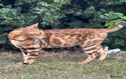Bengal cats for sale: She very beautiful  - Image 13