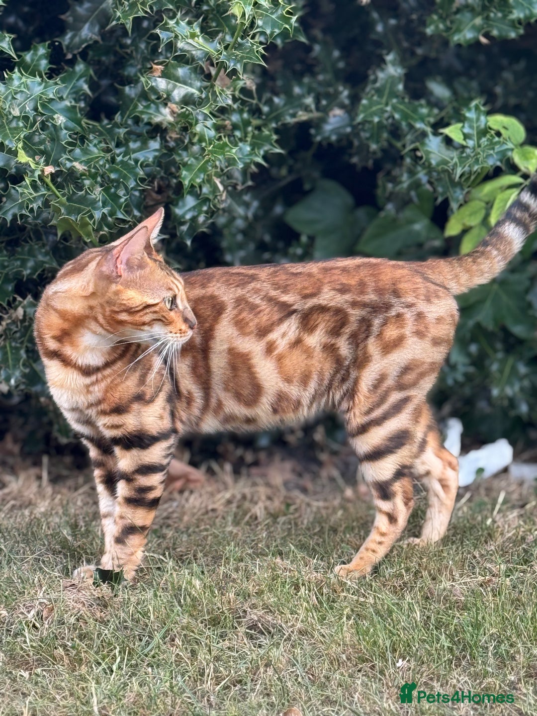 Bengal cats for sale: She very beautiful  - Image 13