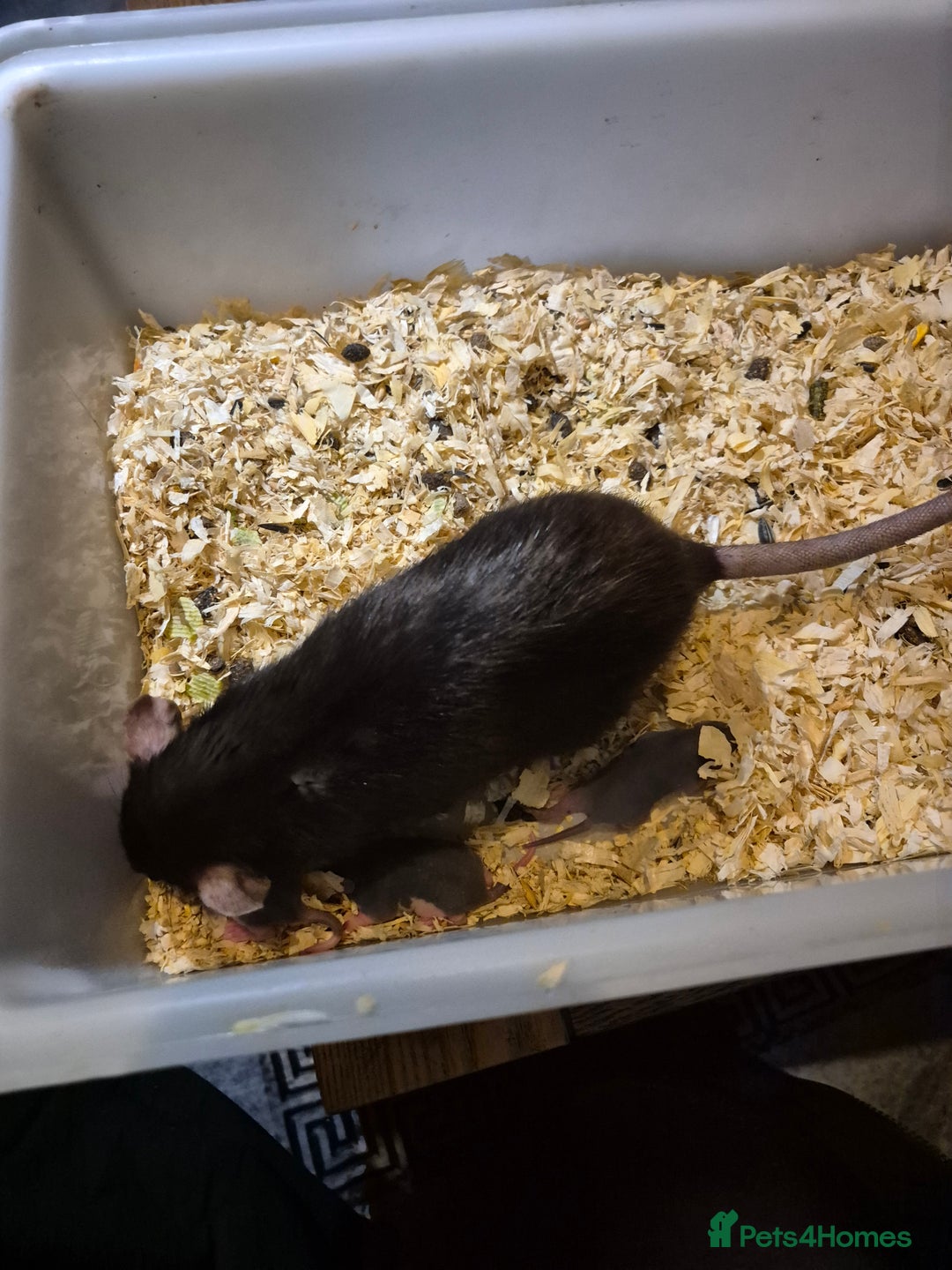 Rat rodents for sale: Beautiful babies for sale  - Advert 5