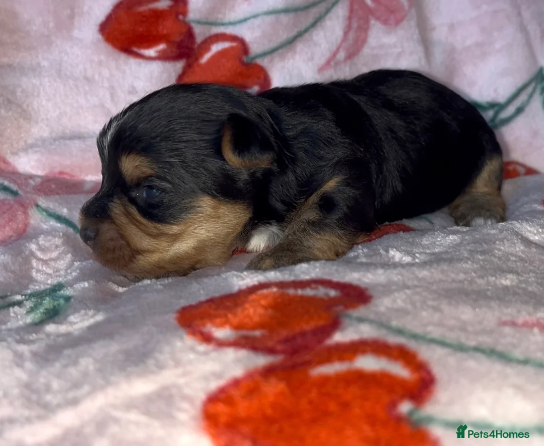 Yorkshire Terrier dogs for sale: Beautiful Standard Size Yorkshire Terrier Puppies - Advert 3