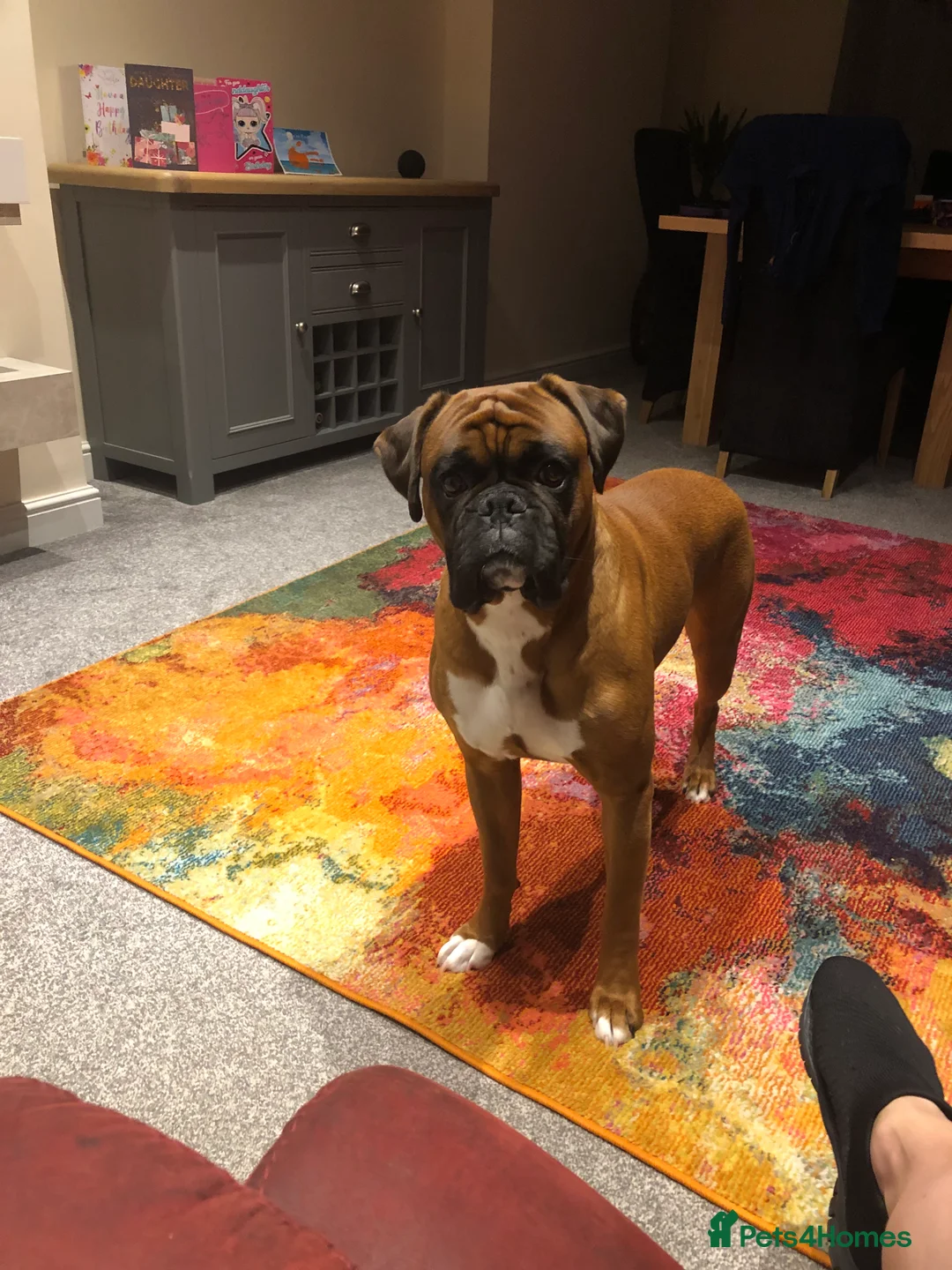 Boxer dogs for sale: Boxer Male - Advert 4