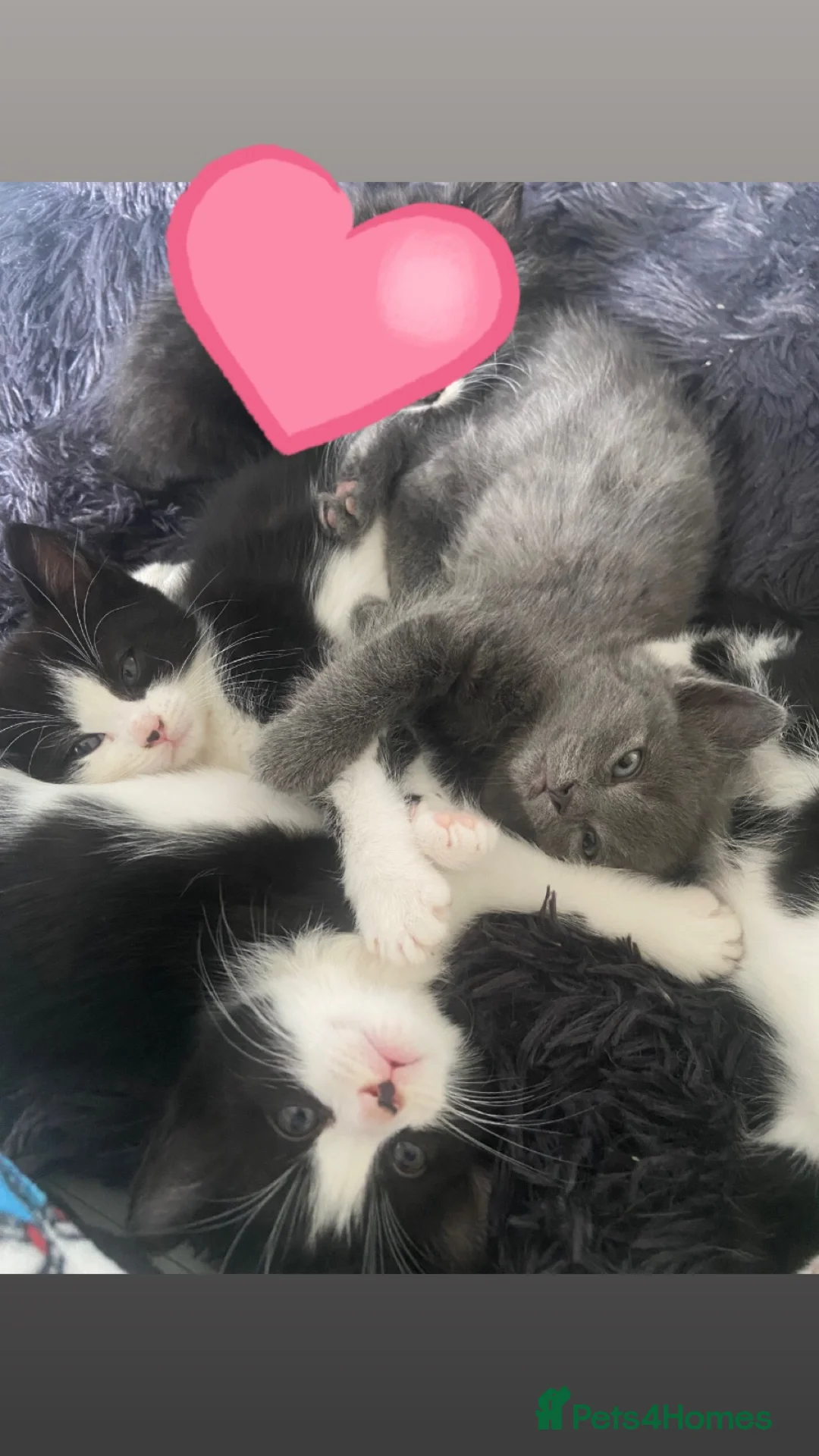 Mixed Breed cats for sale: kittens - Advert 1