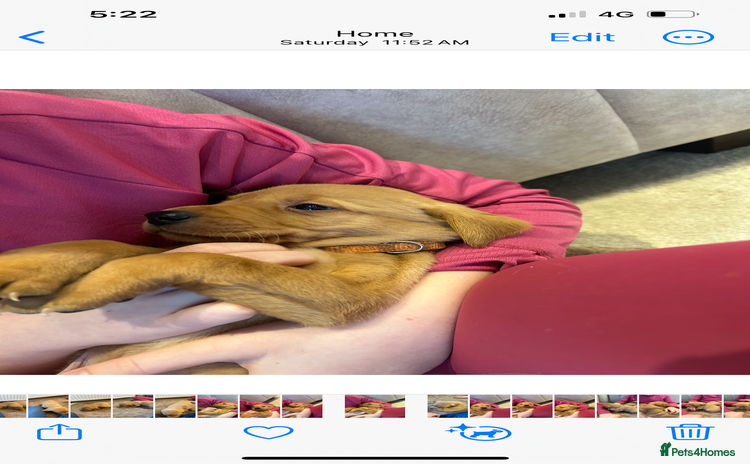 Labrador Retriever dogs Fox red Labrador puppies 1 male left  - Advert 4