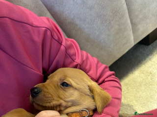Labrador Retriever dogs Fox red Labrador puppies 1 male left - Advert 16
