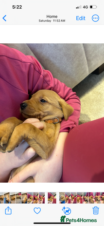 Labrador Retriever dogs Fox red Labrador puppies 1 male left - Advert 4