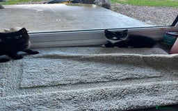 Mixed Breed cats for sale: Kittens for sale  - Advert 12