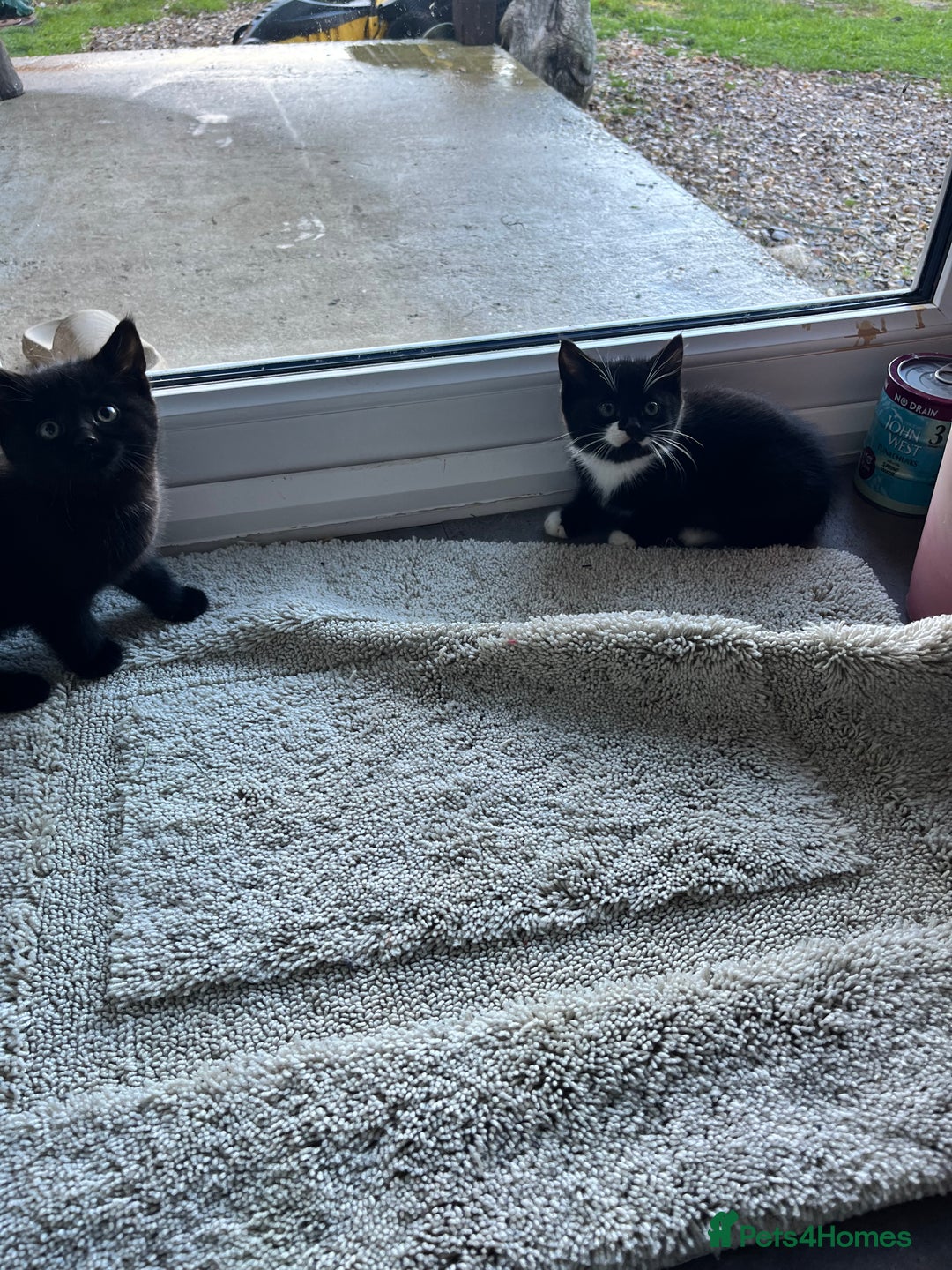 Mixed Breed cats for sale: Kittens for sale  - Advert 12