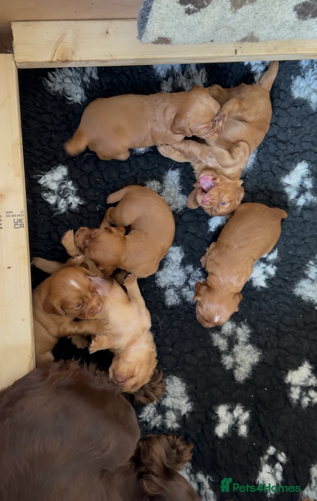 Cocker Spaniel dogs for sale: Red working cocker spaniel puppies in Northallerton - Advert 6