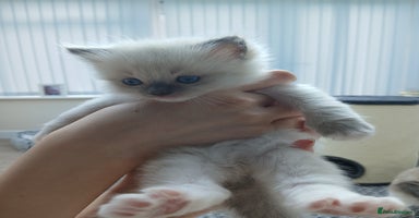 Ragdoll cats - Advert 7