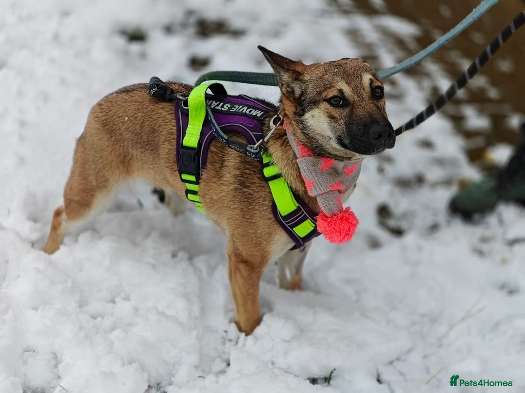 Mixed Breed dogs for adoption: ❤️TESSA – Soft and Gentle Puppy❤️ - Advert 6