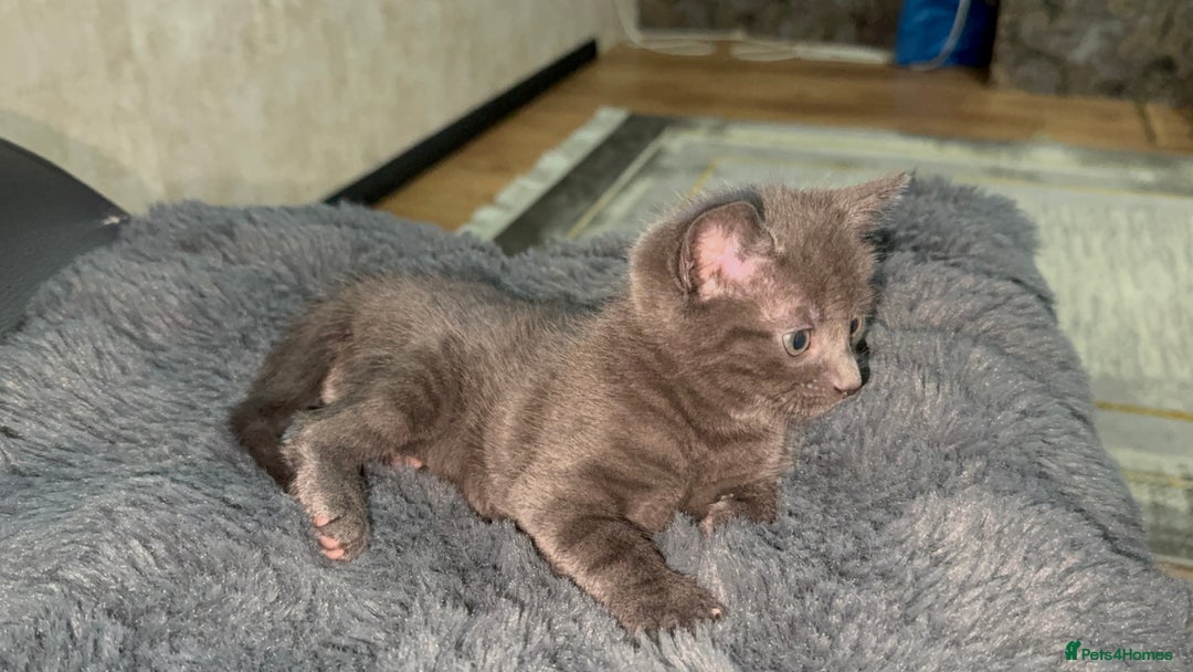 British Shorthair cats for sale: Adorable Sweet Soft British Shorthair Tabby Mix  - Image 12