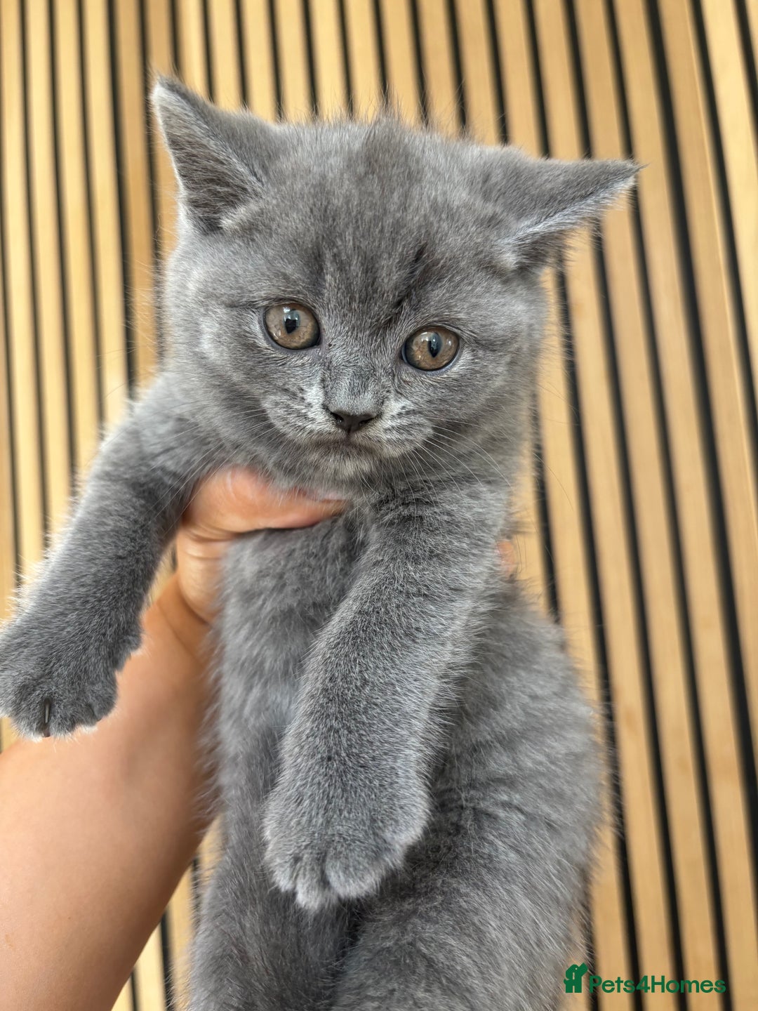 British Shorthair cats for sale: ✨ TWO KITTENS REMAINING.. BRITISH SHORTHAIR ✨ - Image 5