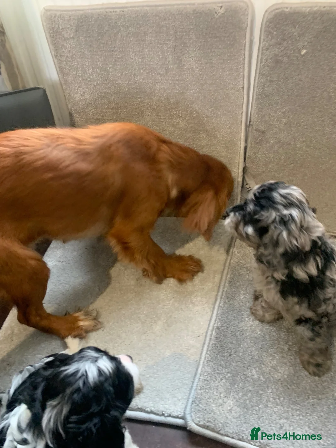 Cavapoo dogs for sale: Beautiful F1 Cavapoo puppies - Advert 15