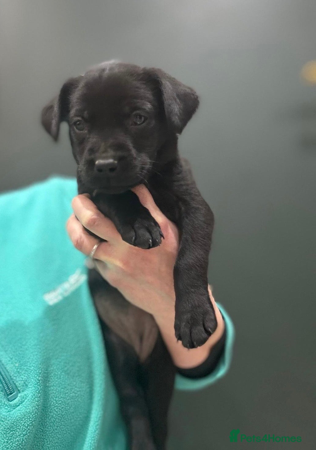 Labrador Retriever dogs KC Labrador Puppies *1 Girl Left* - Advert 18