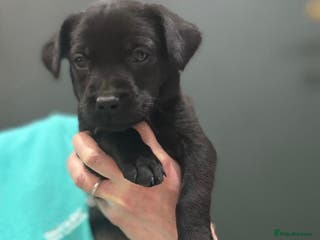 Labrador Retriever dogs KC Labrador Puppies *1 Girl Left* - Advert 18