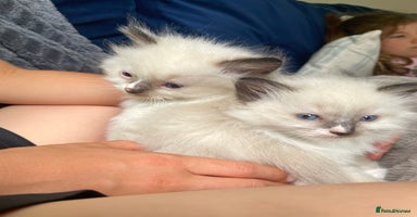 Ragdoll cats - Advert 13