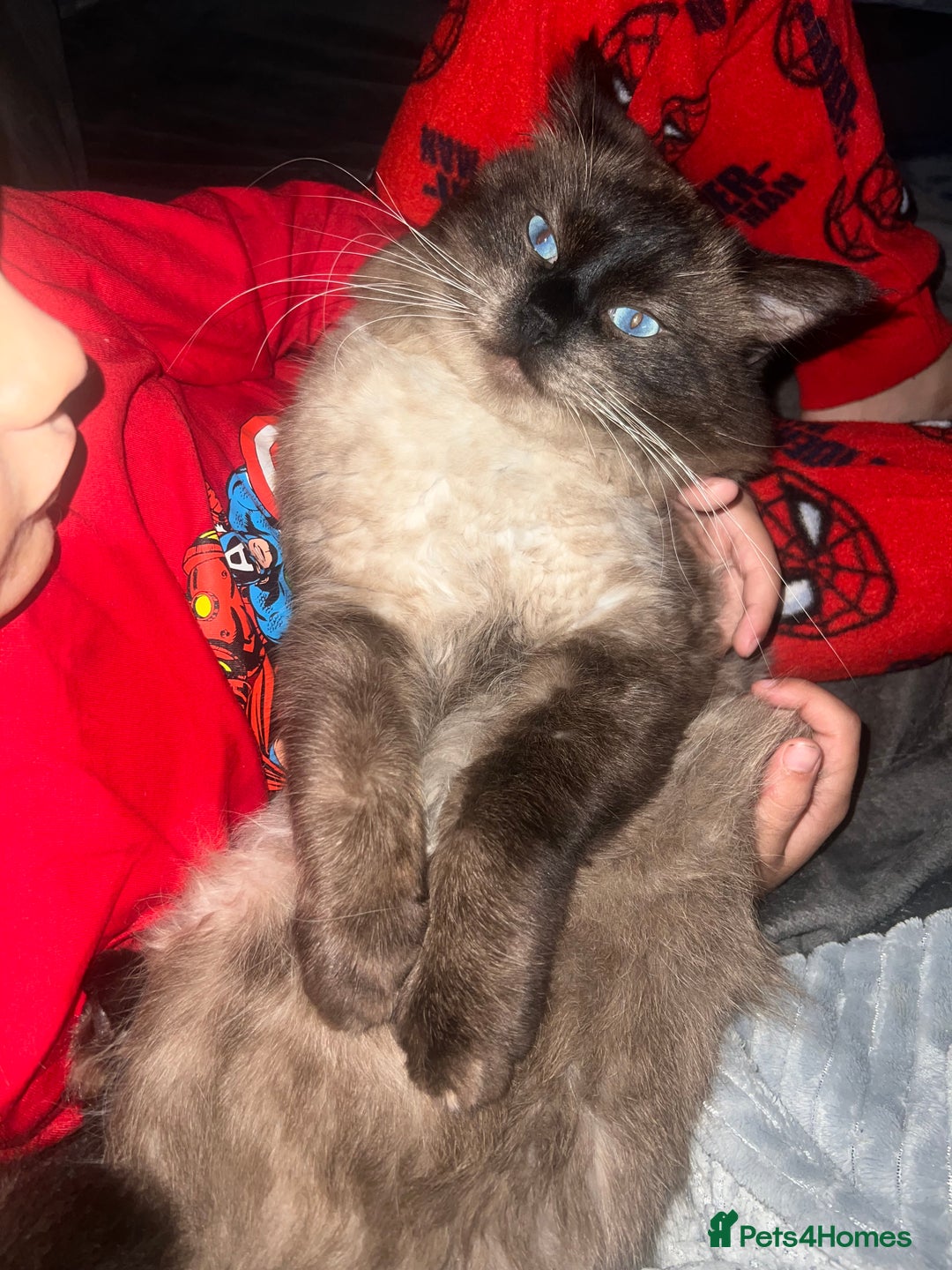 Ragdoll cats for stud: Stunning ragdoll for stud  - Image 6