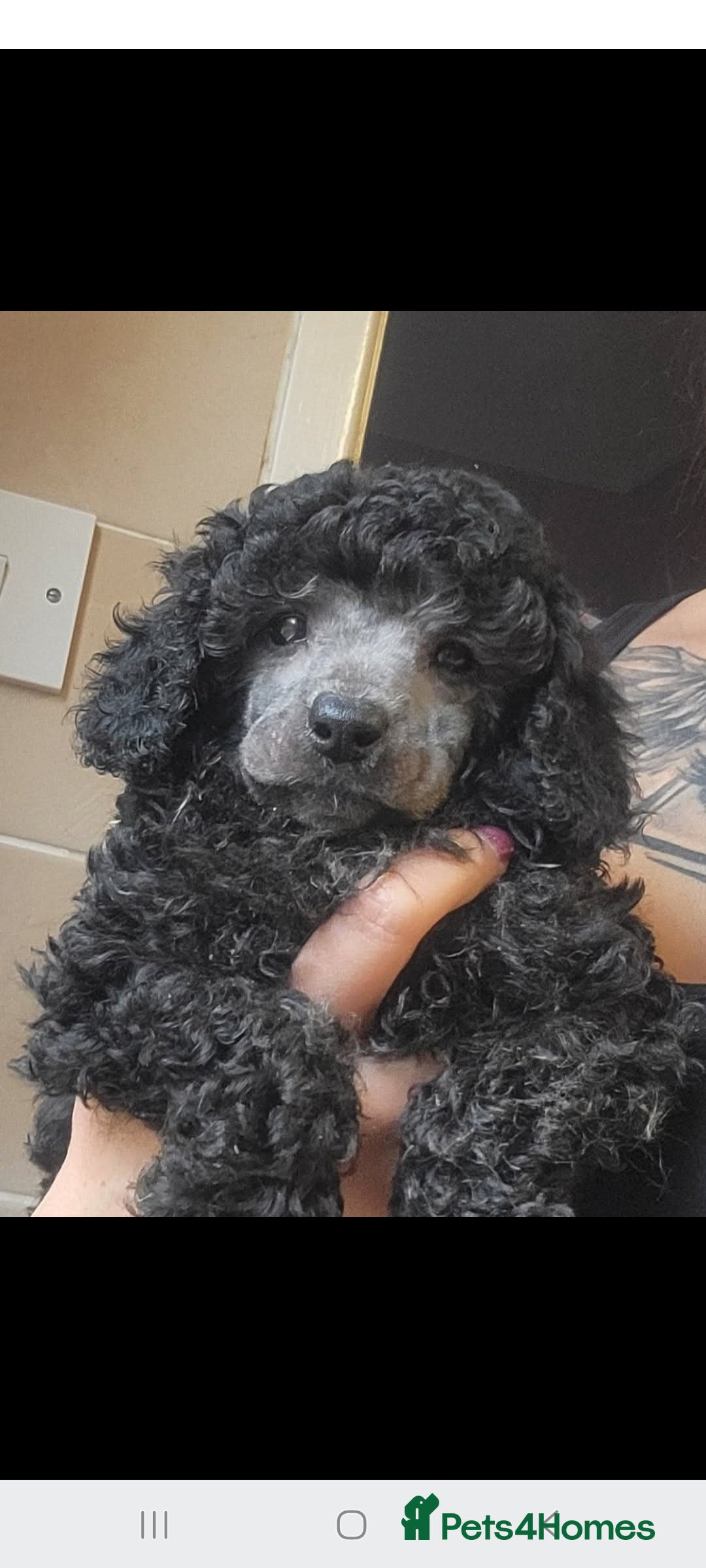 Toy Poodle dogs for stud: *Beautiful Blue Phantom*DNA Clear*Carries Silver* - Image 3