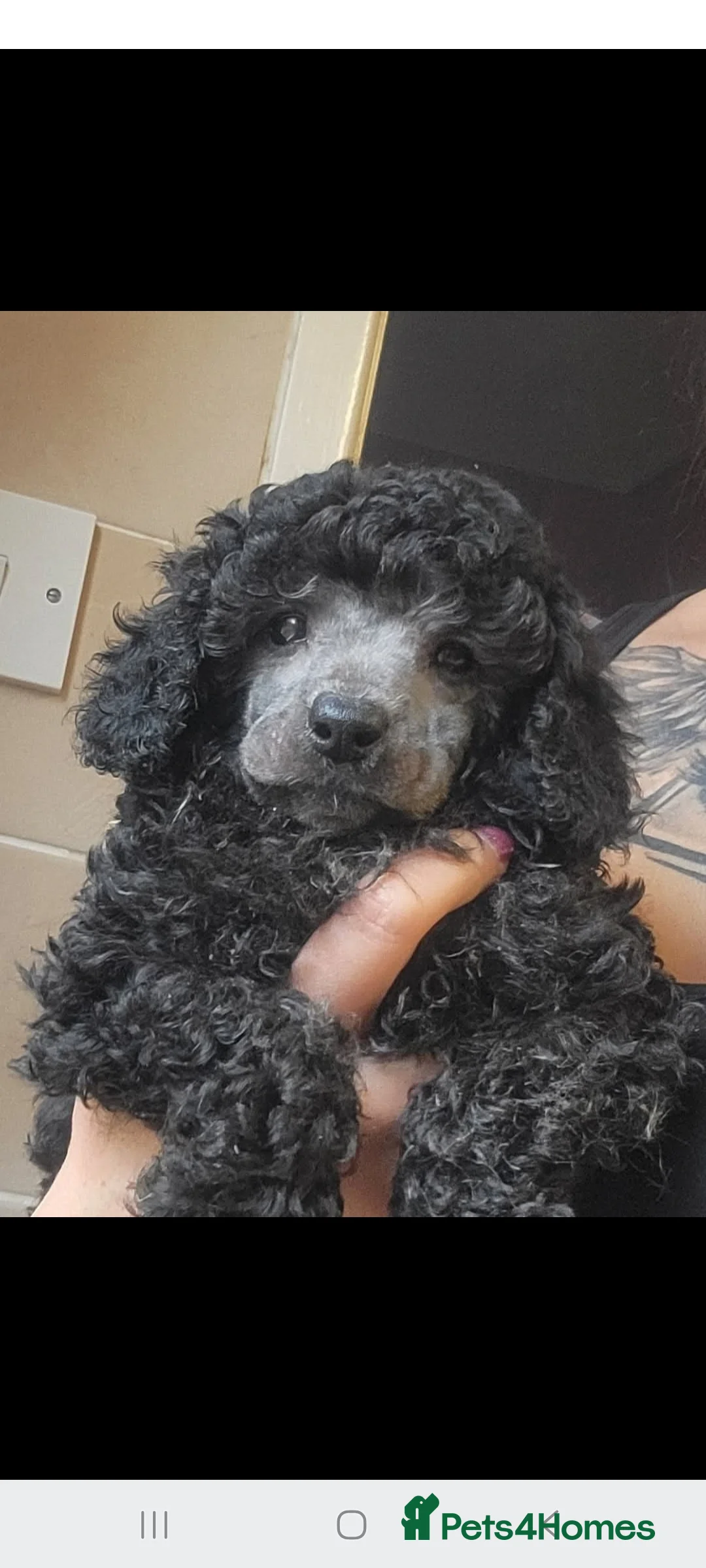 Toy Poodle dogs for stud: *Beautiful Blue Phantom*DNA Clear*Carries Silver* - Advert 5