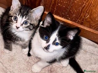 British Longhair cats - Advert 30