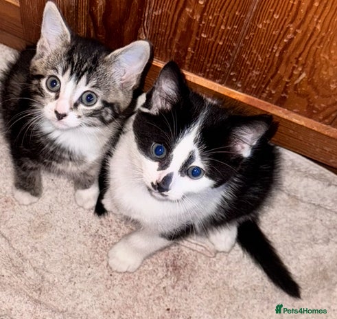 British Longhair cats - Advert 6