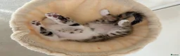 Bengal cats for sale: Beautiful Bengal mixed kitten🐆ready now!  - Advert 3