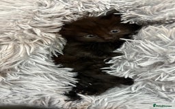 Ragdoll cats for sale: Ragdoll dad Persian cross mum - Image 7