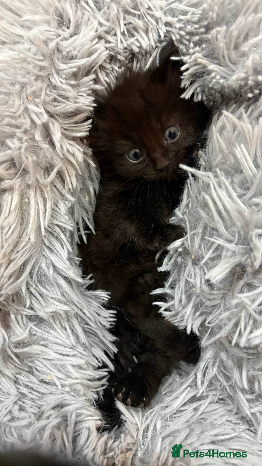 Ragdoll cats for sale: Ragdoll dad Persian cross mum - Image 7