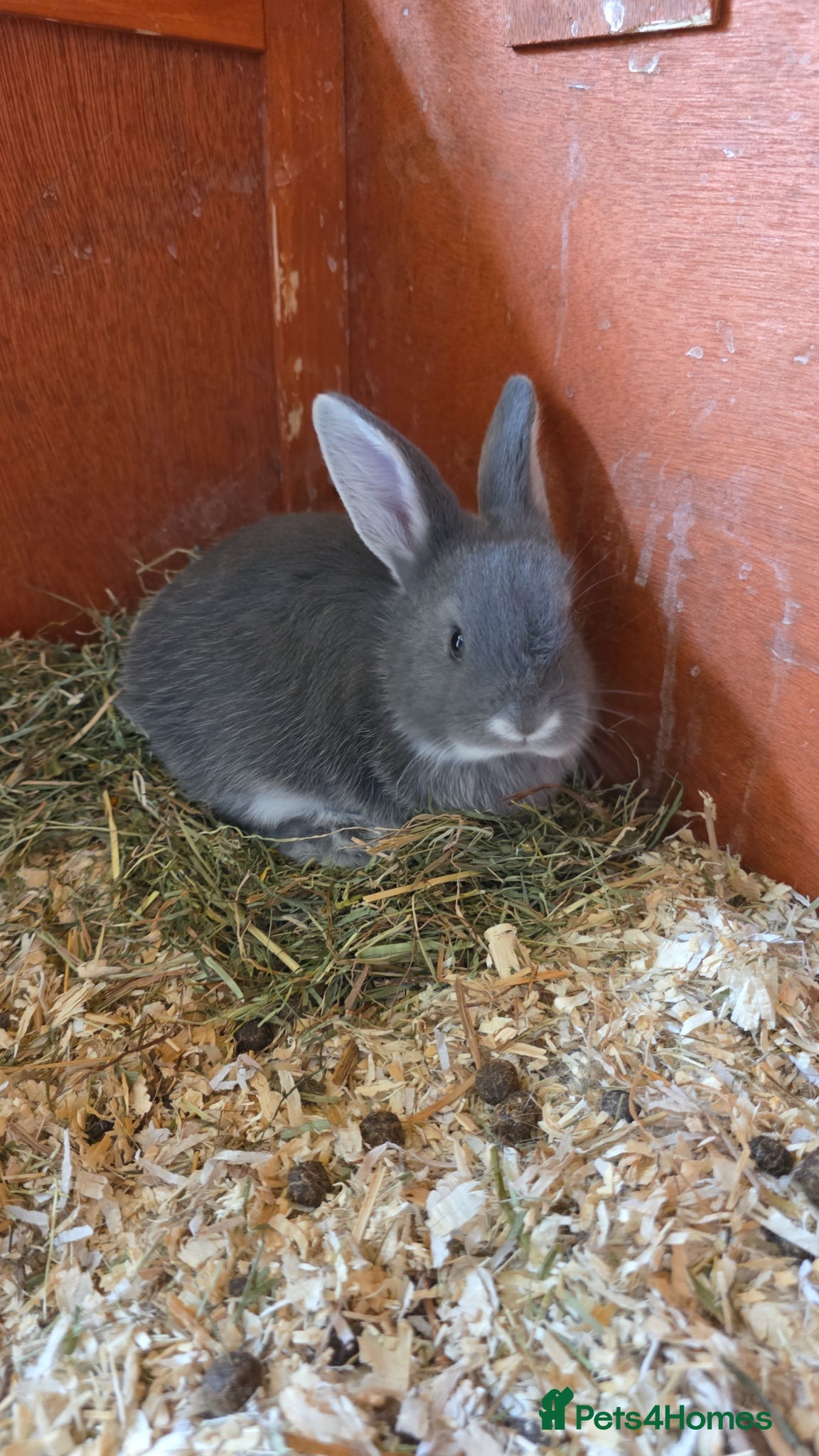 Mixed Breed rabbits Baby Bunnies  - Advert 16